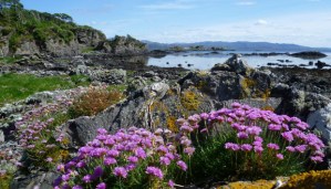 %20Gardens130022158055670233_GOM13-Rubha-Phoil-1